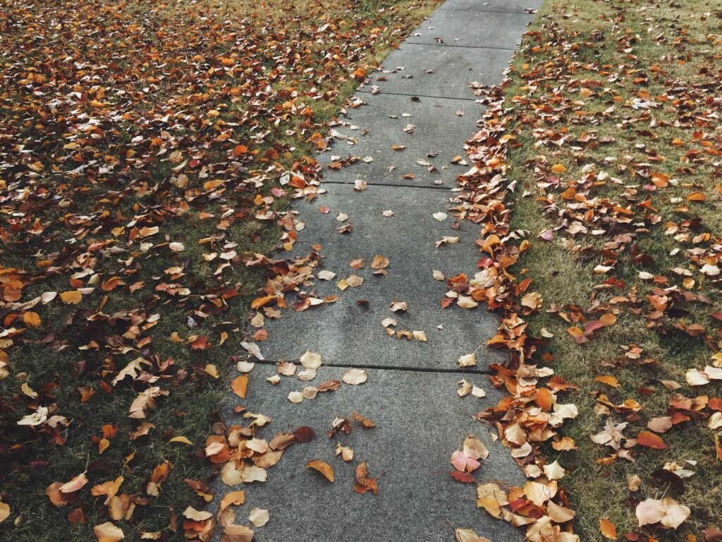 fall leaves sidewalk
